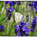 Schachbrettfalter im Lavendel 3