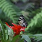 Schachbrettfalter im Luisenpark Mannheim