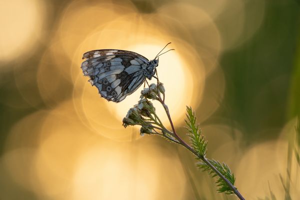 Schachbrettfalter im Morgenlicht