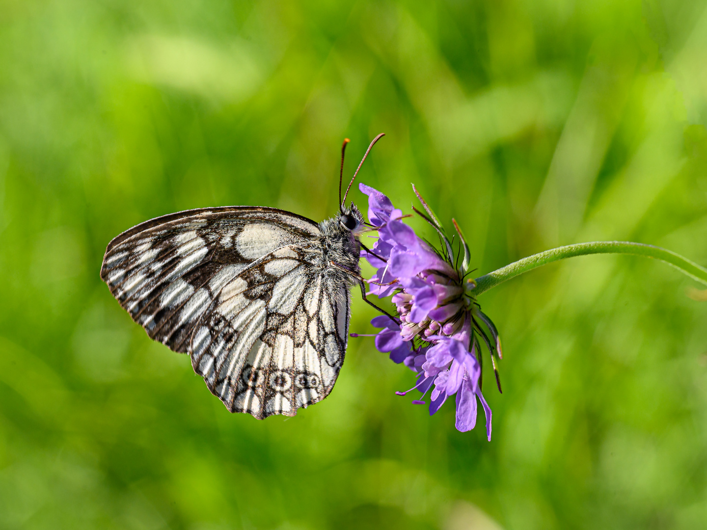 Schachbrettfalter im Naturschutzgebiet Zisiberg