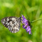 Schachbrettfalter im Naturschutzgebiet Zisiberg