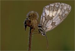 Schachbrettfalter im Perlenkleid II