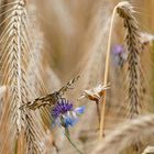 Schachbrettfalter im Roggenfeld