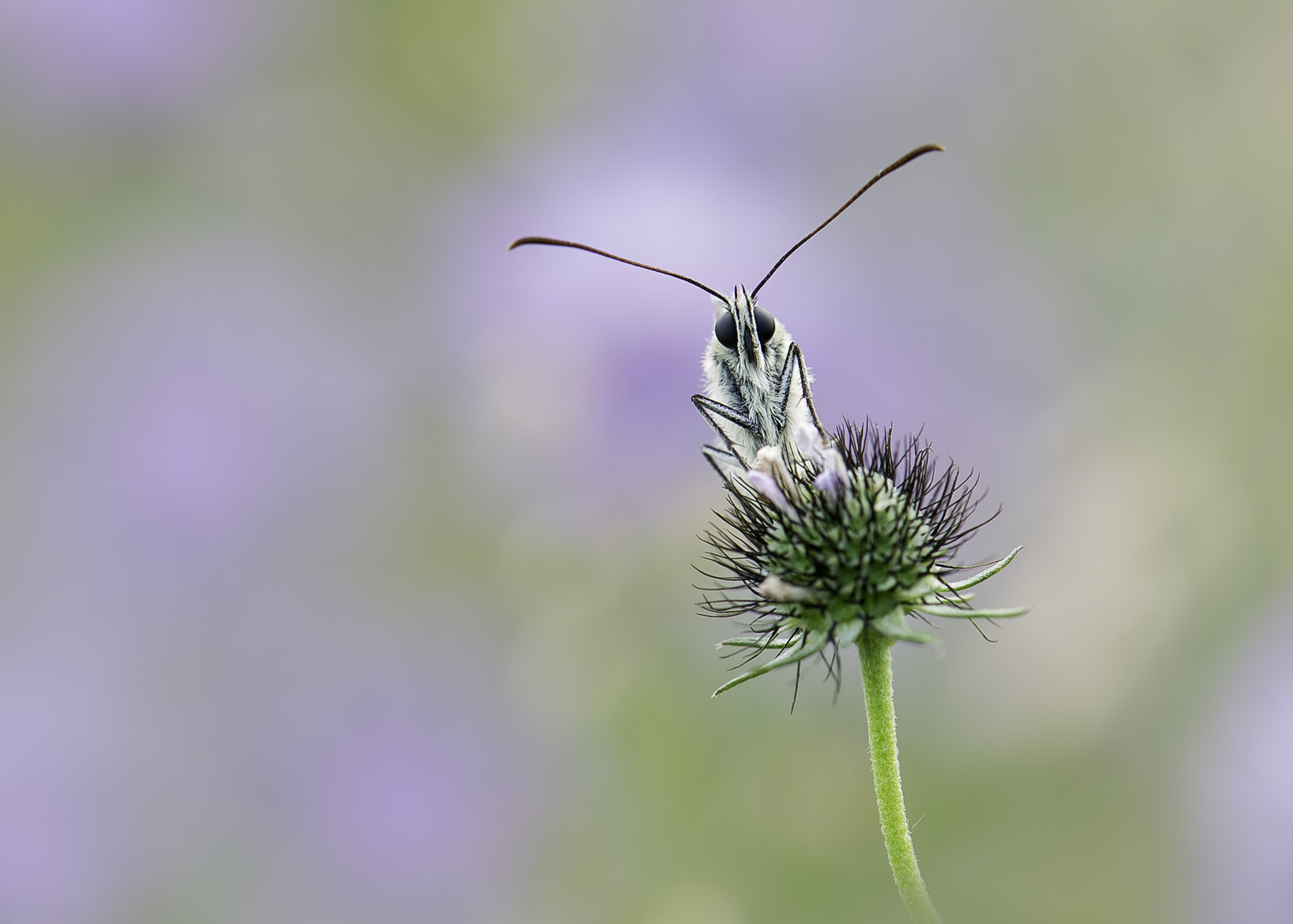 Schachbrettfalter im zarten Blütenmeer