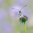 Schachbrettfalter im zarten Blütenmeer