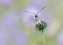 Schachbrettfalter im zarten Blütenmeer