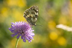 Schachbrettfalter in der Sonne