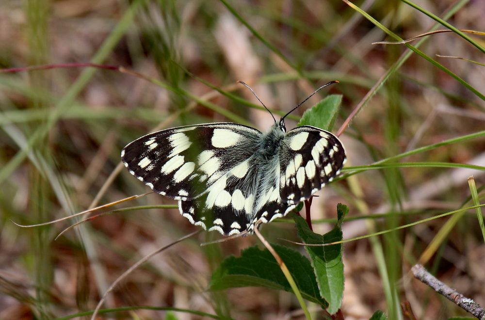 Schachbrettfalter in der Wacholderheide Altmühltal