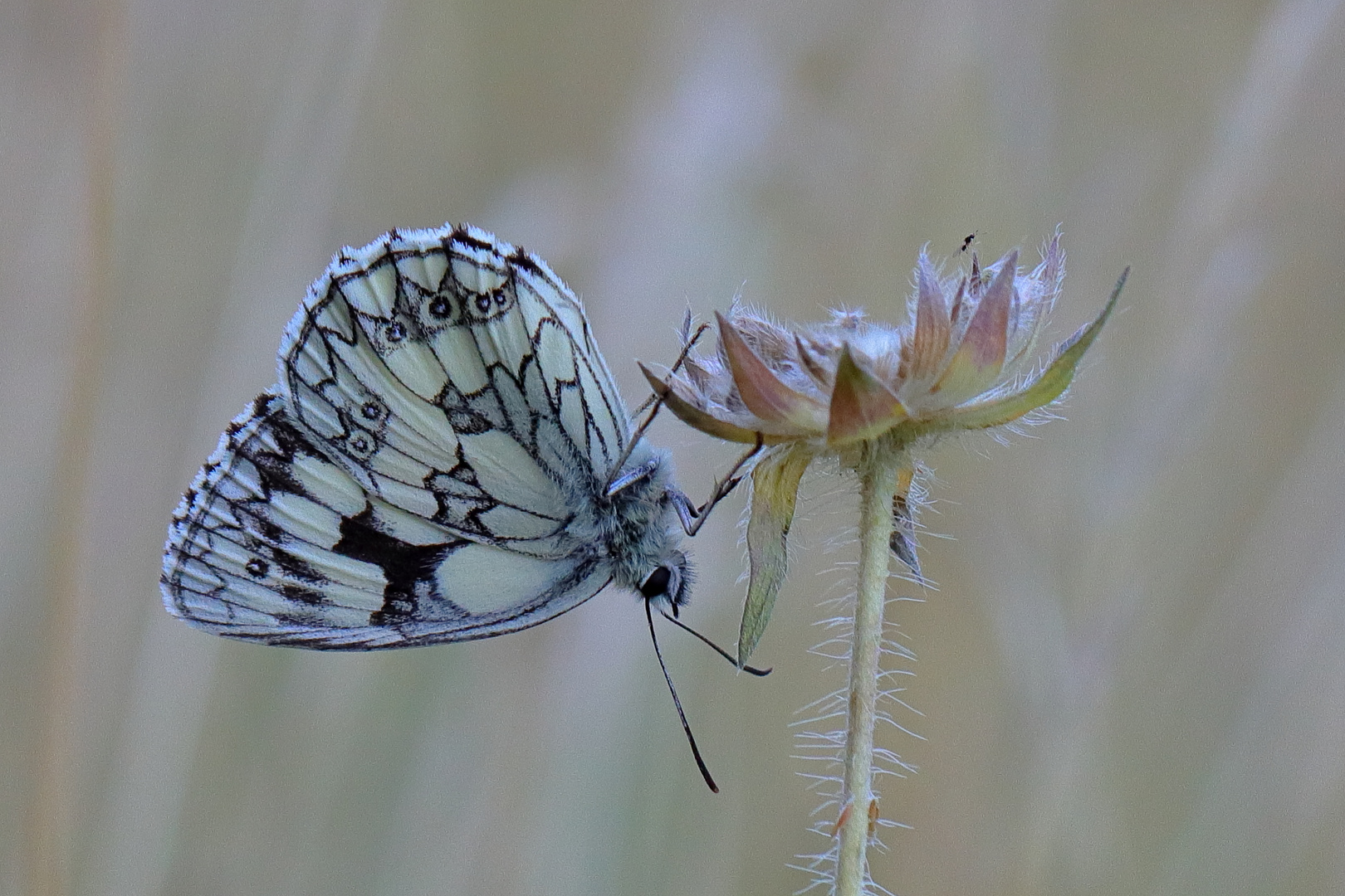 Schachbrettfalter in der Wiese