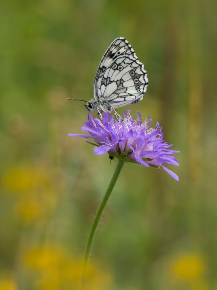 Schachbrettfalter in der Wiese ...