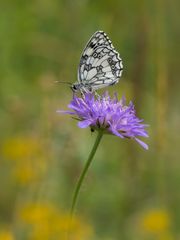 Schachbrettfalter in der Wiese ...