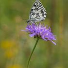 Schachbrettfalter in der Wiese ...