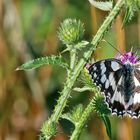 Schachbrettfalter in Sutom im zentralen Teil des Böhmischen Mittelgebirges...