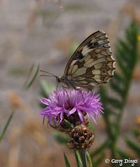 Schachbrettfalter Juli19