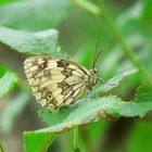 Schachbrettfalter - Makro - Freihandaufnahme