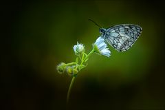 Schachbrettfalter mal ein wenig anders