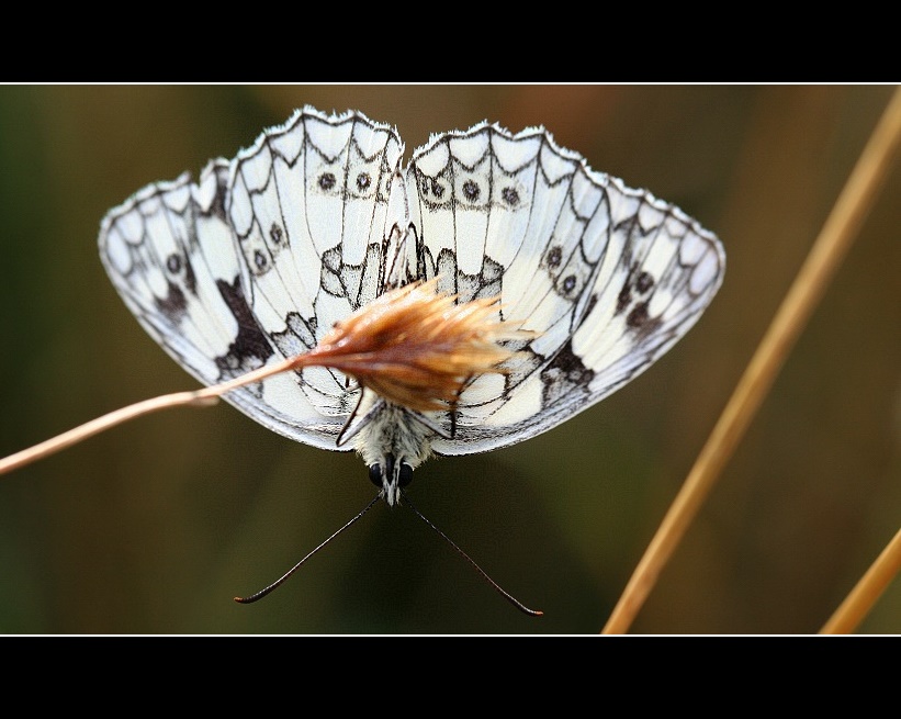 Schachbrettfalter (Melanargia galanthea)