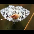 Schachbrettfalter (Melanargia galanthea)