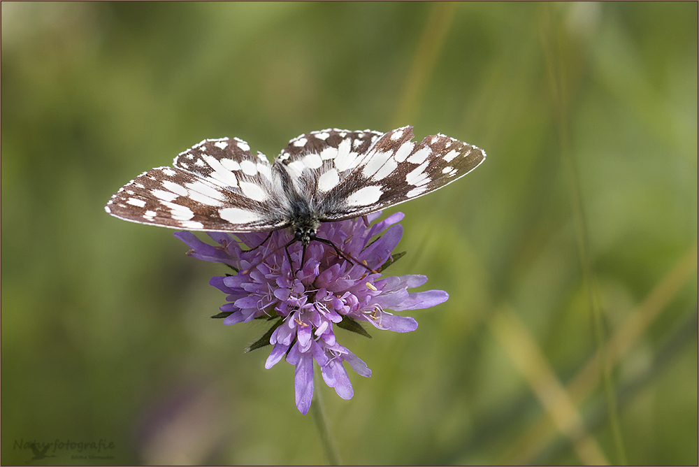 schachbrettfalter ( melanargia galathea ) 01/12