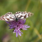 schachbrettfalter ( melanargia galathea ) 01/12