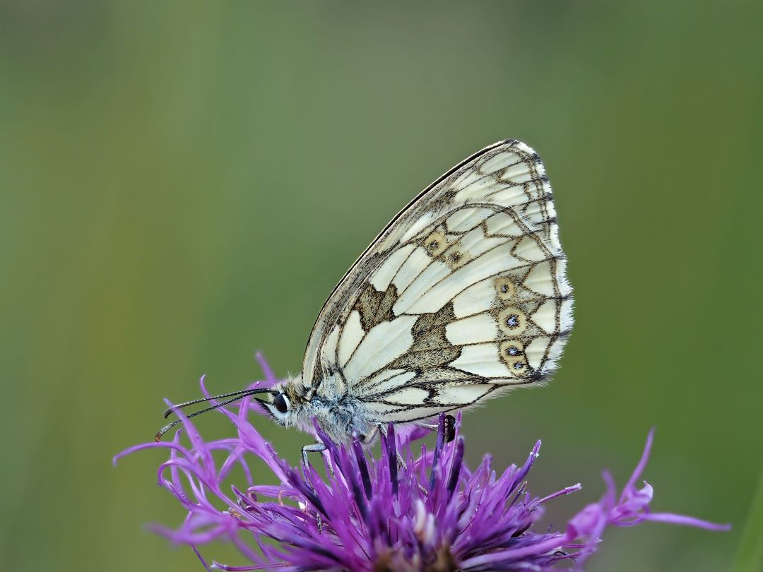 Schachbrettfalter, (Melanargia galathea)