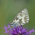 Schachbrettfalter, (Melanargia galathea)