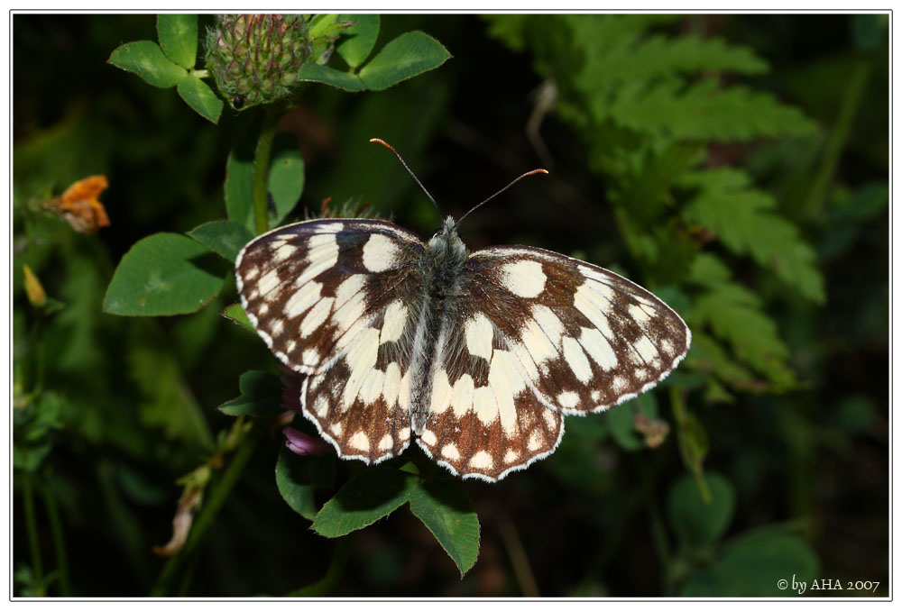 Schachbrettfalter (Melanargia galathea)