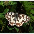 Schachbrettfalter (Melanargia galathea)