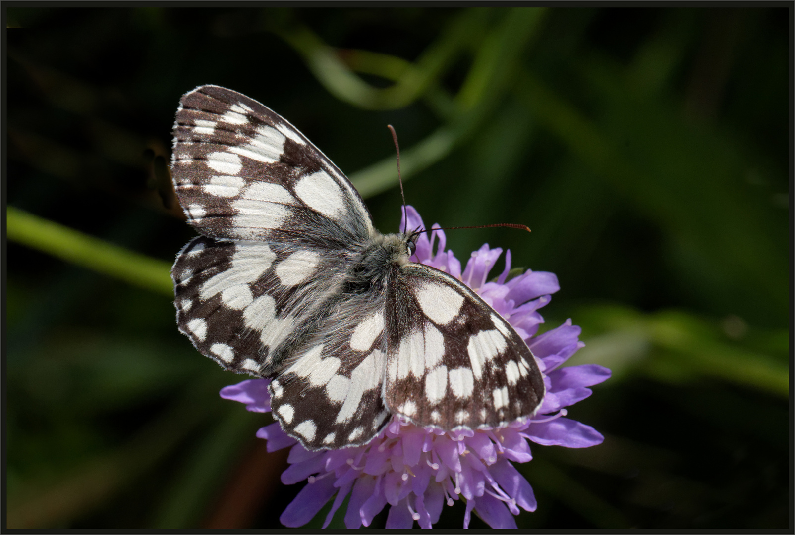 Schachbrettfalter (Melanargia galathea)