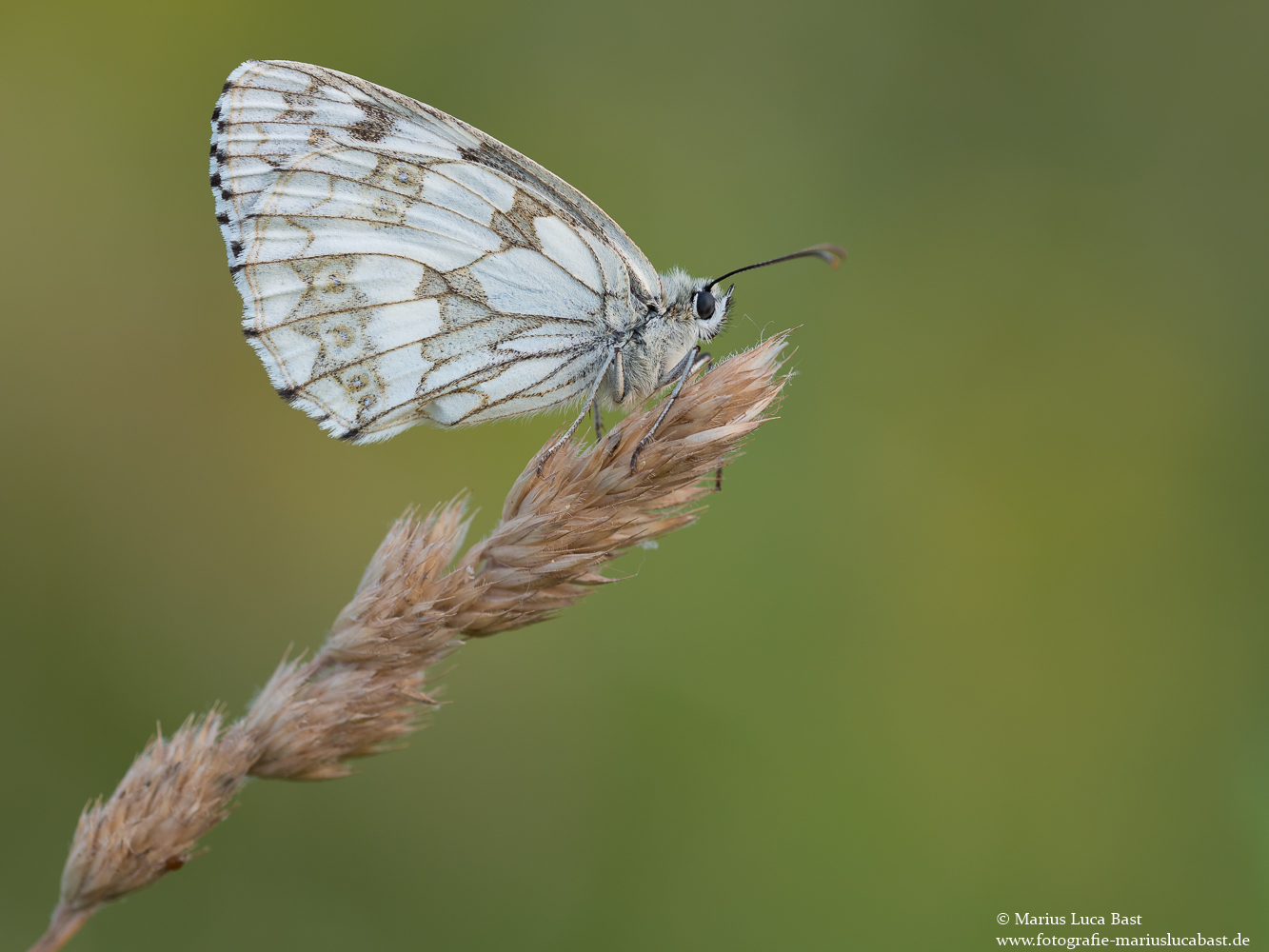 Schachbrettfalter (Melanargia galathea)