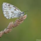 Schachbrettfalter (Melanargia galathea)