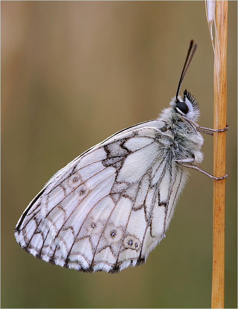 Schachbrettfalter (Melanargia galathea)