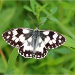 Schachbrettfalter (Melanargia galathea)...