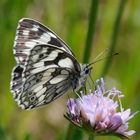 Schachbrettfalter (Melanargia galathea)