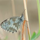 Schachbrettfalter (Melanargia galathea)