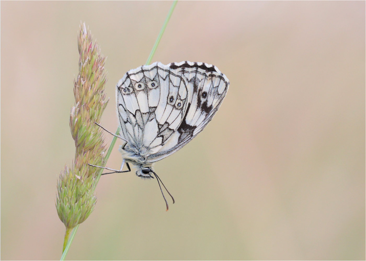 Schachbrettfalter (Melanargia galathea)