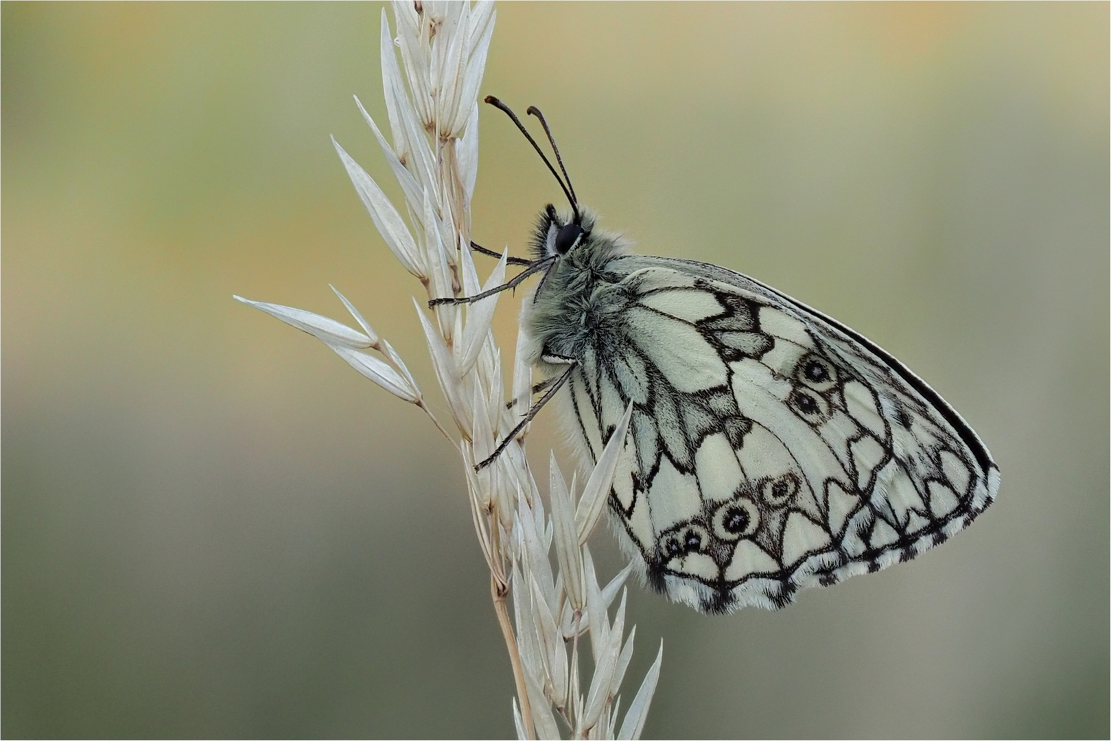 Schachbrettfalter (Melanargia galathea)