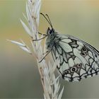 Schachbrettfalter (Melanargia galathea)