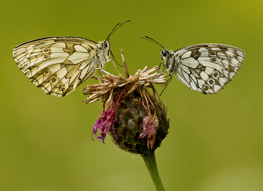 Schachbrettfalter (Melanargia galathea)