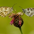 Schachbrettfalter (Melanargia galathea)