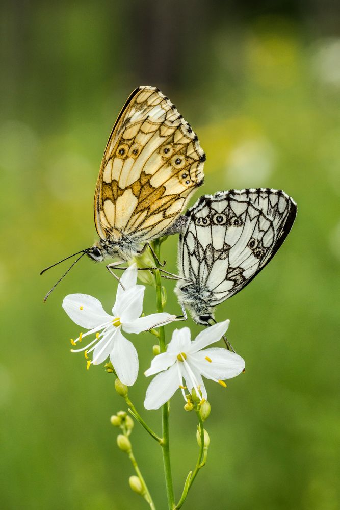 Schachbrettfalter / Melanargia galathea