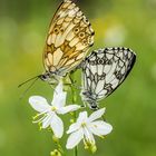 Schachbrettfalter / Melanargia galathea