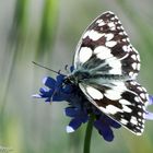 Schachbrettfalter (Melanargia galathea))             31.5.14