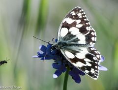 Schachbrettfalter (Melanargia galathea))             31.5.14