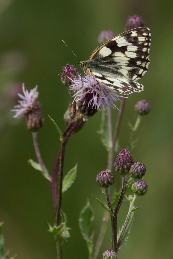 Schachbrettfalter (Melanargia galathea)