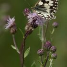 Schachbrettfalter (Melanargia galathea)