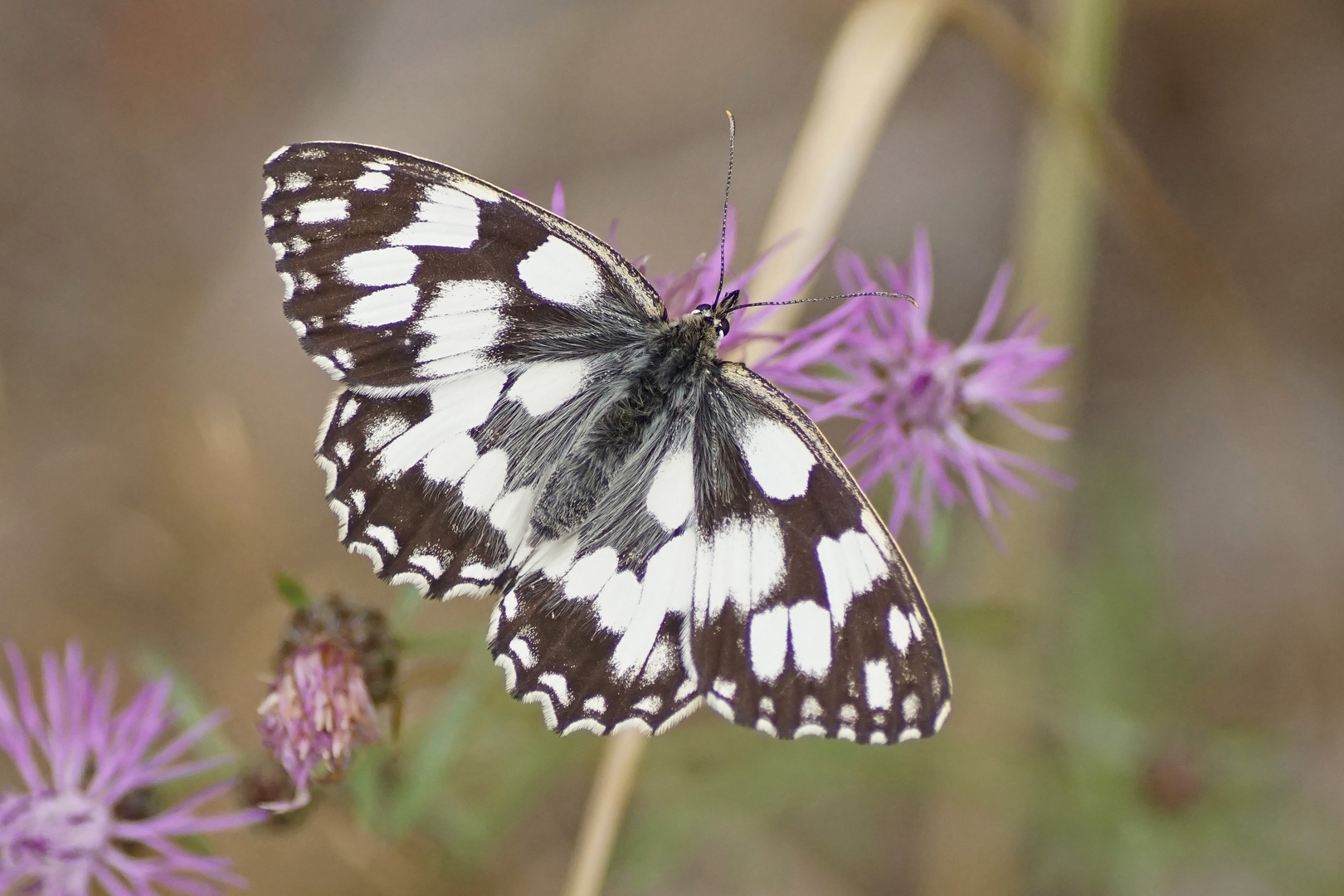 Schachbrettfalter (Melanargia galathea)