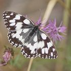 Schachbrettfalter (Melanargia galathea)