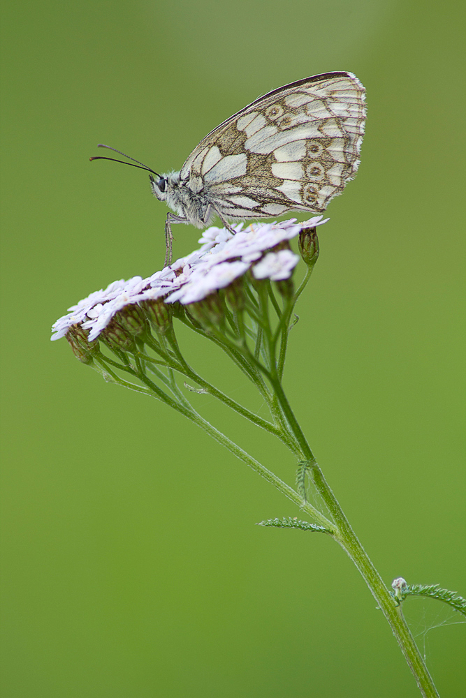 Schachbrettfalter ( Melanargia galathea)