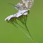 Schachbrettfalter ( Melanargia galathea)